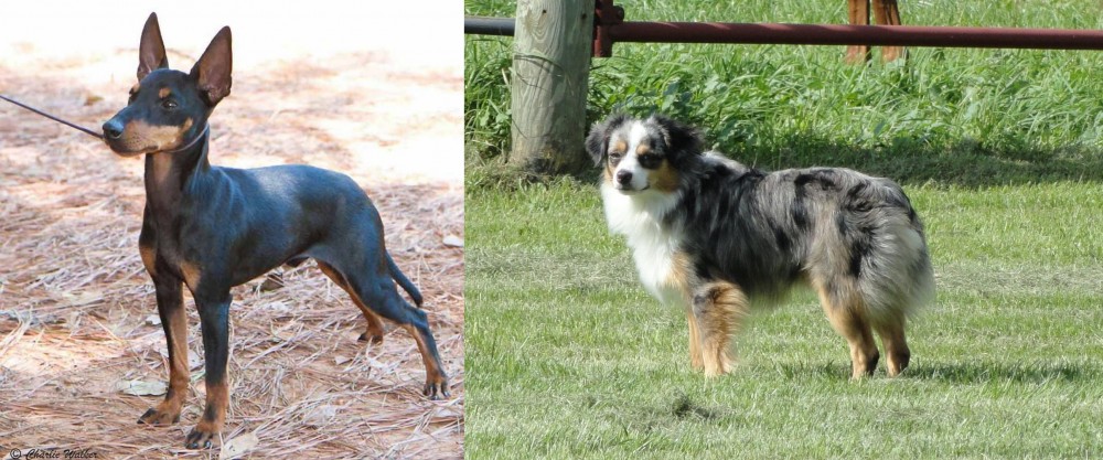 Toy Australian Shepherd vs English Toy Terrier (Black & Tan) - Breed Comparison