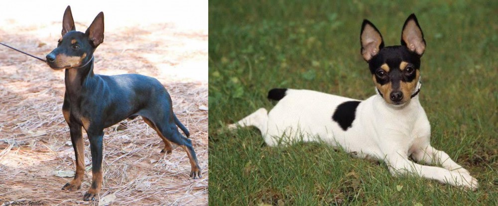 Toy Fox Terrier vs English Toy Terrier (Black & Tan) - Breed Comparison
