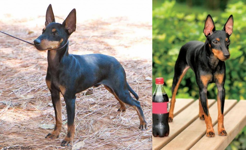 Toy Manchester Terrier vs English Toy Terrier (Black & Tan) - Breed Comparison