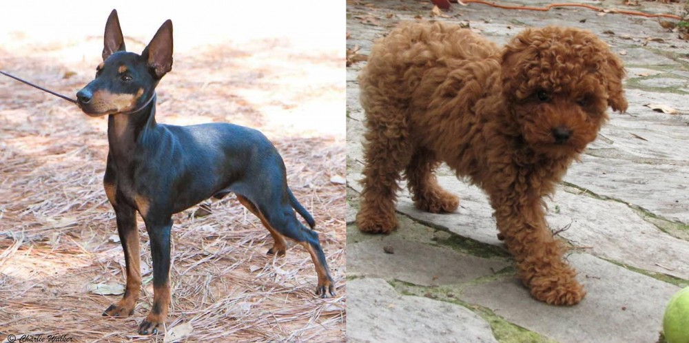 Toy Poodle vs English Toy Terrier (Black & Tan) - Breed Comparison
