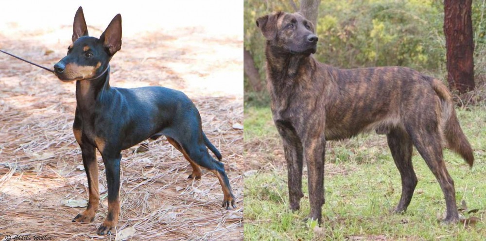 Treeing Tennessee Brindle vs English Toy Terrier (Black & Tan) - Breed Comparison