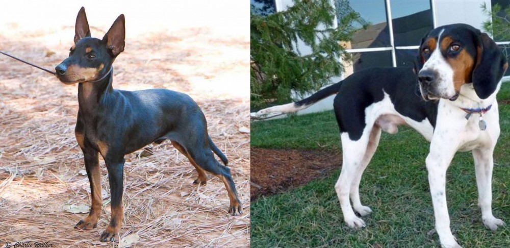 Treeing Walker Coonhound vs English Toy Terrier (Black & Tan) - Breed Comparison