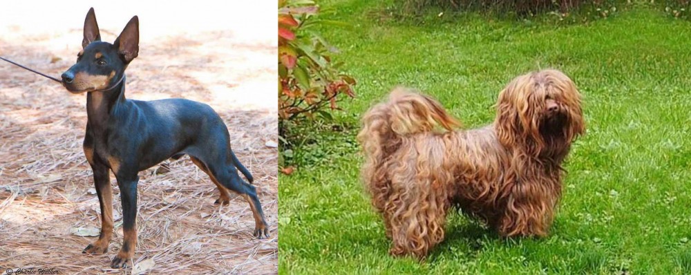 Tsvetnaya Bolonka vs English Toy Terrier (Black & Tan) - Breed Comparison
