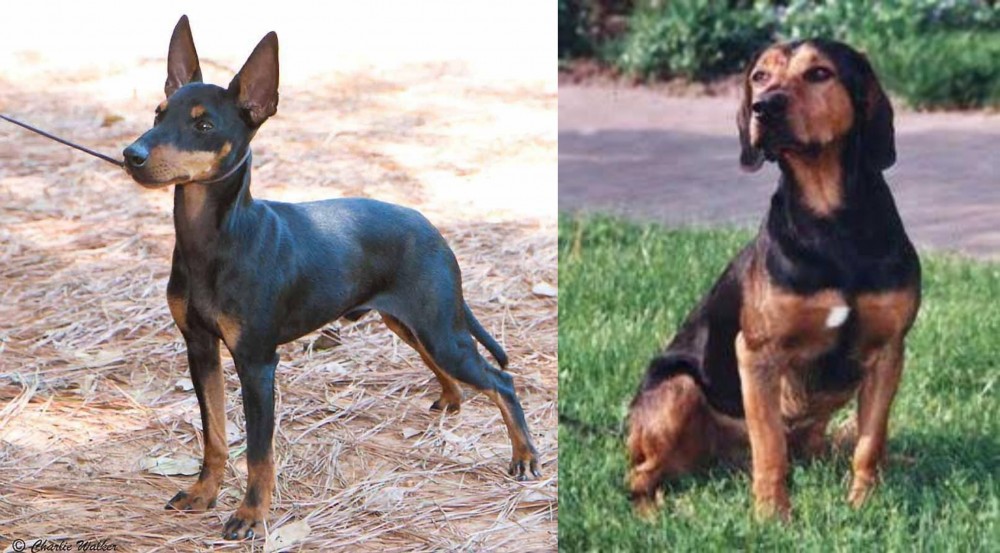Tyrolean Hound vs English Toy Terrier (Black & Tan) - Breed Comparison