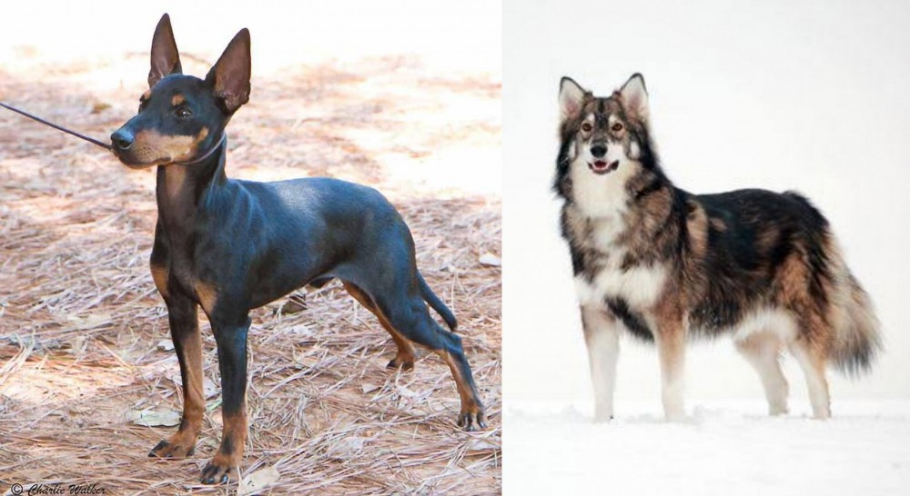Utonagan vs English Toy Terrier (Black & Tan) - Breed Comparison