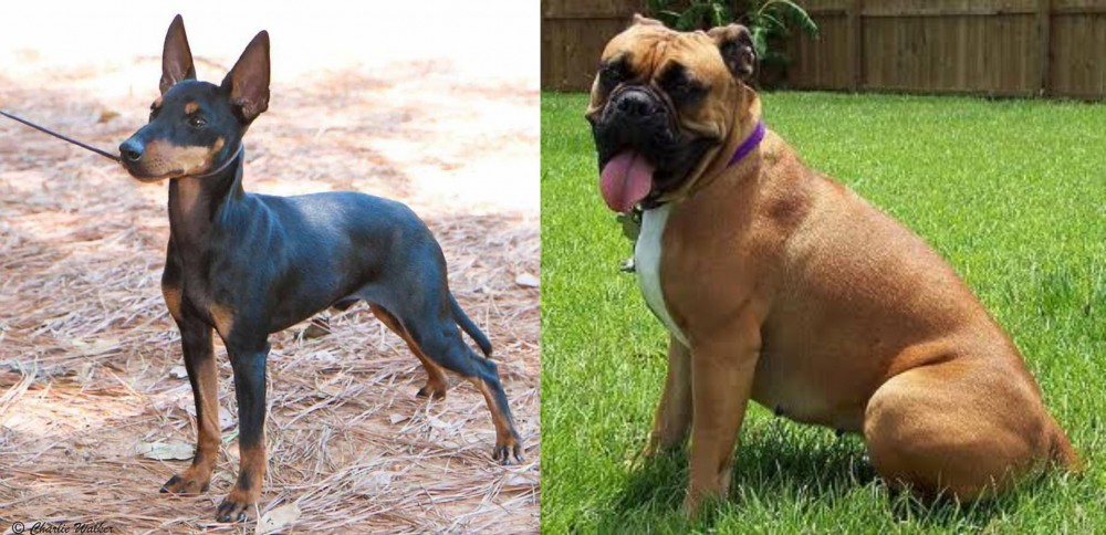 Valley Bulldog vs English Toy Terrier (Black & Tan) - Breed Comparison