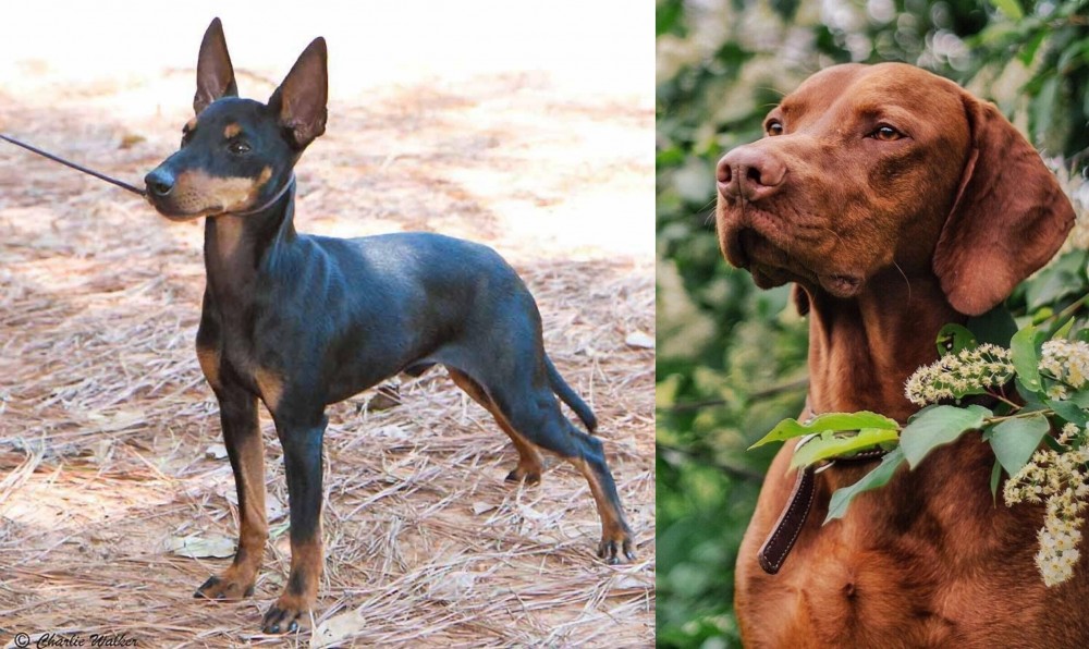 Vizsla vs English Toy Terrier (Black & Tan) - Breed Comparison