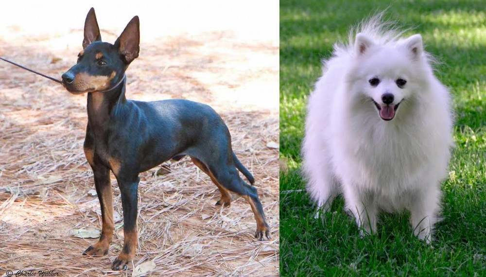 Volpino Italiano vs English Toy Terrier (Black & Tan) - Breed Comparison