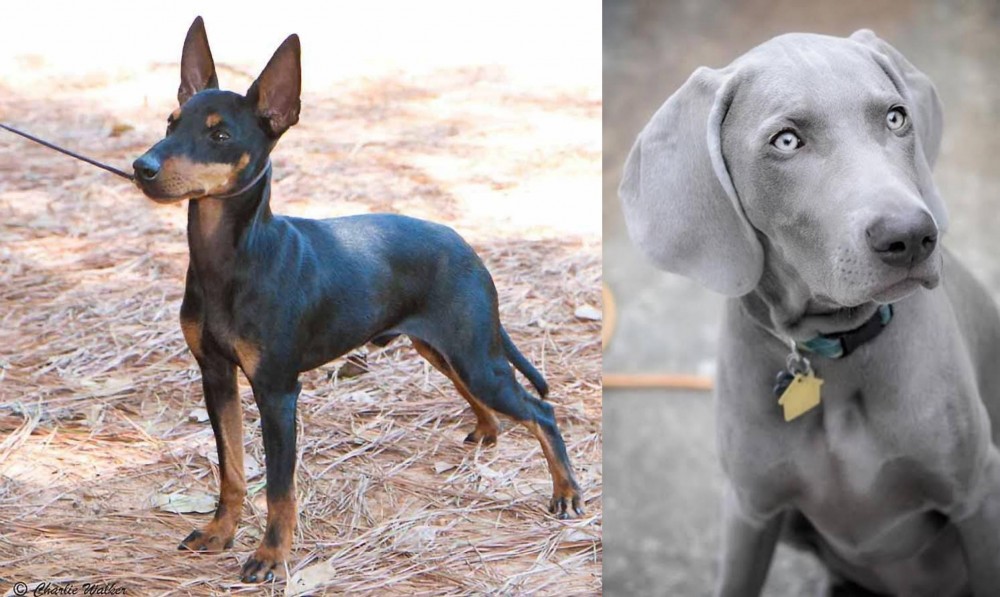 Weimaraner vs English Toy Terrier (Black & Tan) - Breed Comparison