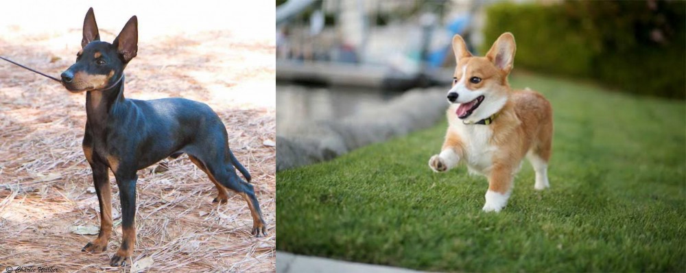 Welsh Corgi vs English Toy Terrier (Black & Tan) - Breed Comparison
