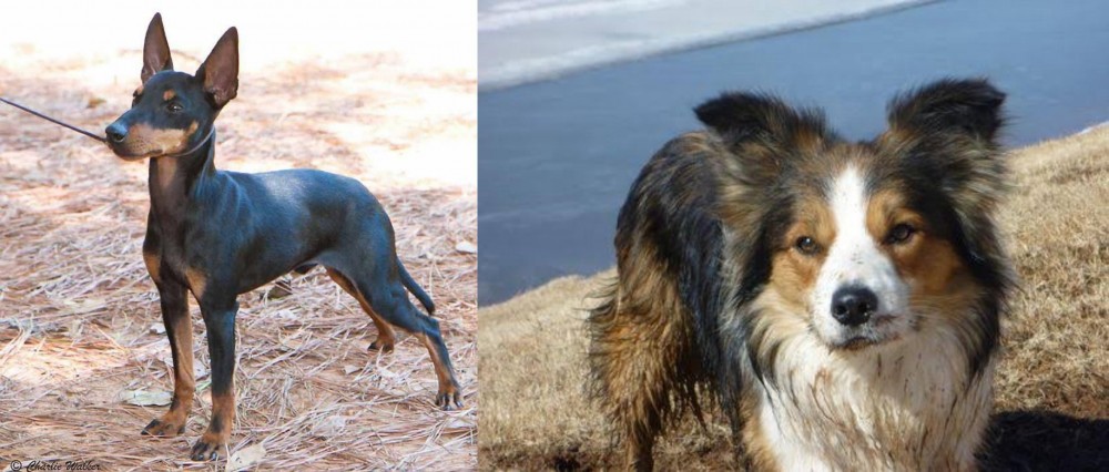 Welsh Sheepdog vs English Toy Terrier (Black & Tan) - Breed Comparison