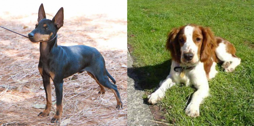 Welsh Springer Spaniel vs English Toy Terrier (Black & Tan) - Breed Comparison