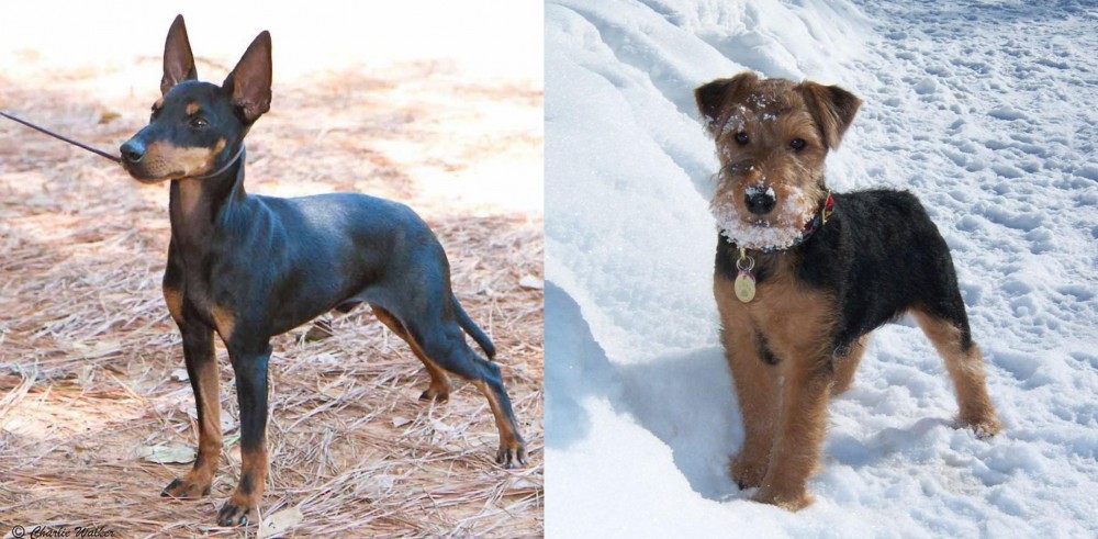 Welsh Terrier vs English Toy Terrier (Black & Tan) - Breed Comparison