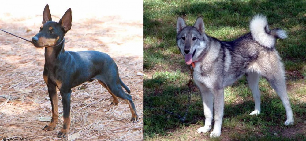 West Siberian Laika vs English Toy Terrier (Black & Tan) - Breed Comparison