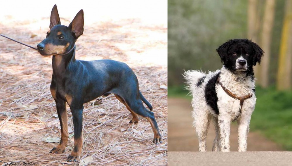 Wetterhoun vs English Toy Terrier (Black & Tan) - Breed Comparison