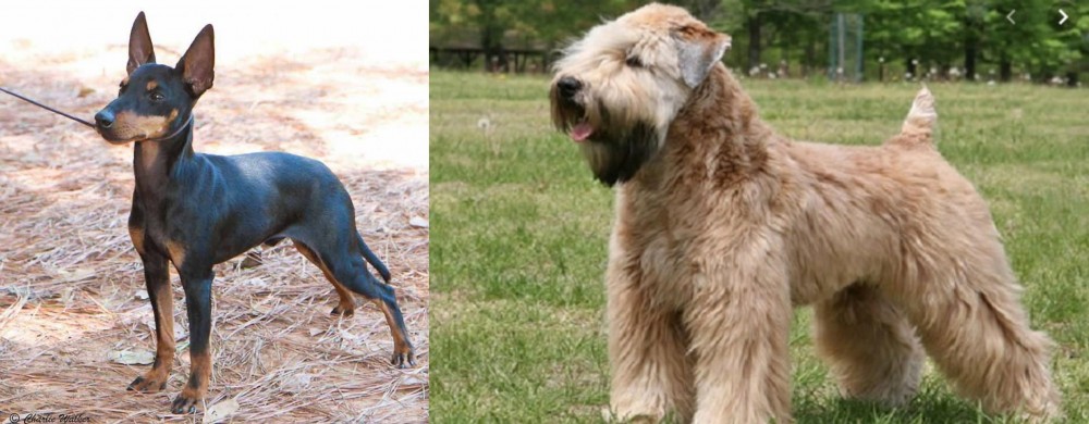Wheaten Terrier vs English Toy Terrier (Black & Tan) - Breed Comparison