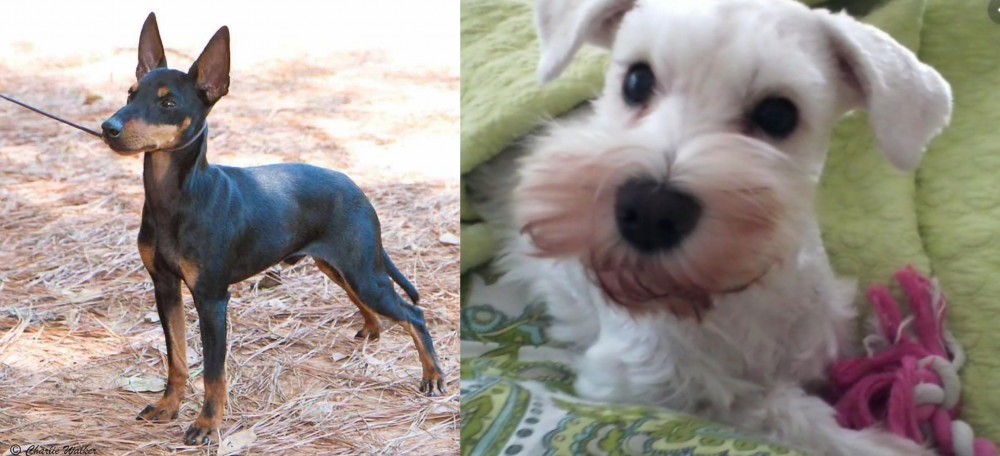 White Schnauzer vs English Toy Terrier (Black & Tan) - Breed Comparison