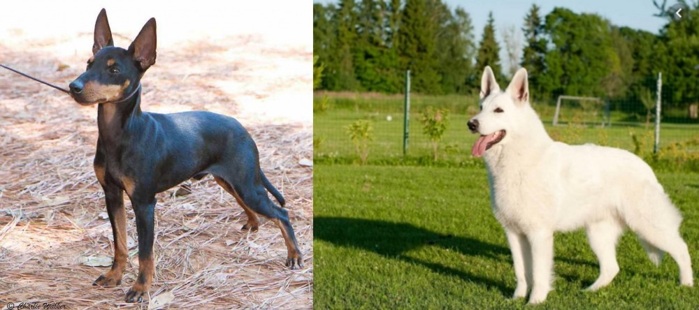 White Shepherd vs English Toy Terrier (Black & Tan) - Breed Comparison