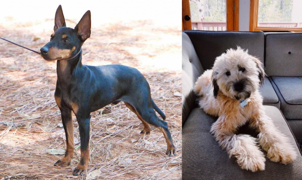 Whoodles vs English Toy Terrier (Black & Tan) - Breed Comparison