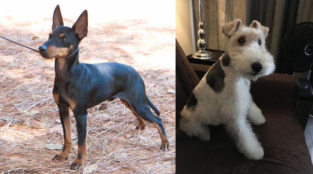 Wire Haired Fox Terrier vs English Toy Terrier (Black & Tan) - Breed Comparison