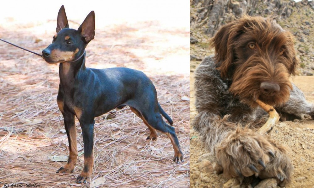 Wirehaired Pointing Griffon vs English Toy Terrier (Black & Tan) - Breed Comparison