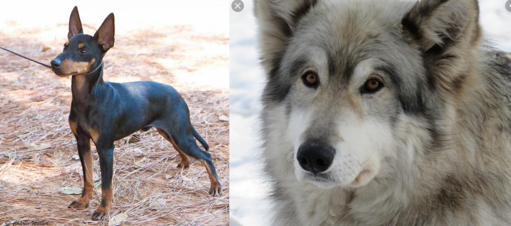 Wolfdog vs English Toy Terrier (Black & Tan) - Breed Comparison