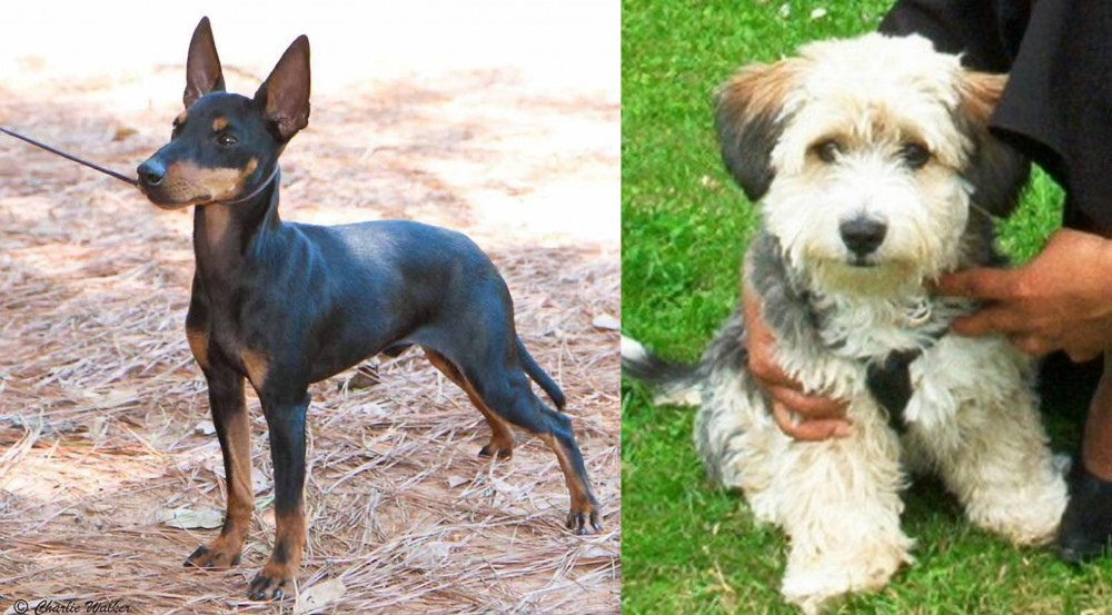 Yo-Chon vs English Toy Terrier (Black & Tan) - Breed Comparison
