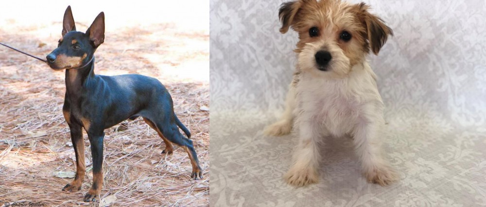 Yochon vs English Toy Terrier (Black & Tan) - Breed Comparison