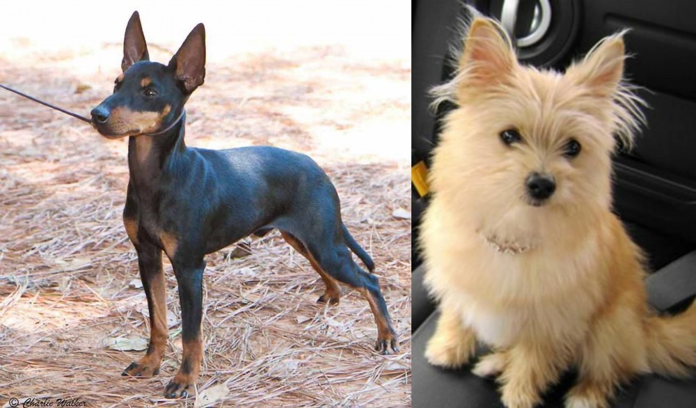 Yoranian vs English Toy Terrier (Black & Tan) - Breed Comparison