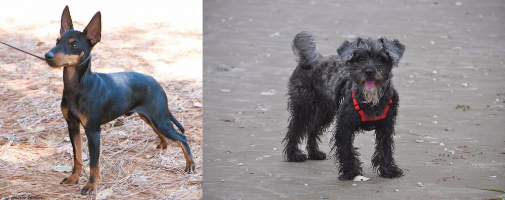 YorkiePoo vs English Toy Terrier (Black & Tan) - Breed Comparison