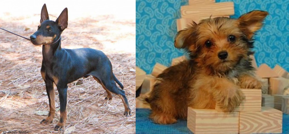 Yorkillon vs English Toy Terrier (Black & Tan) - Breed Comparison
