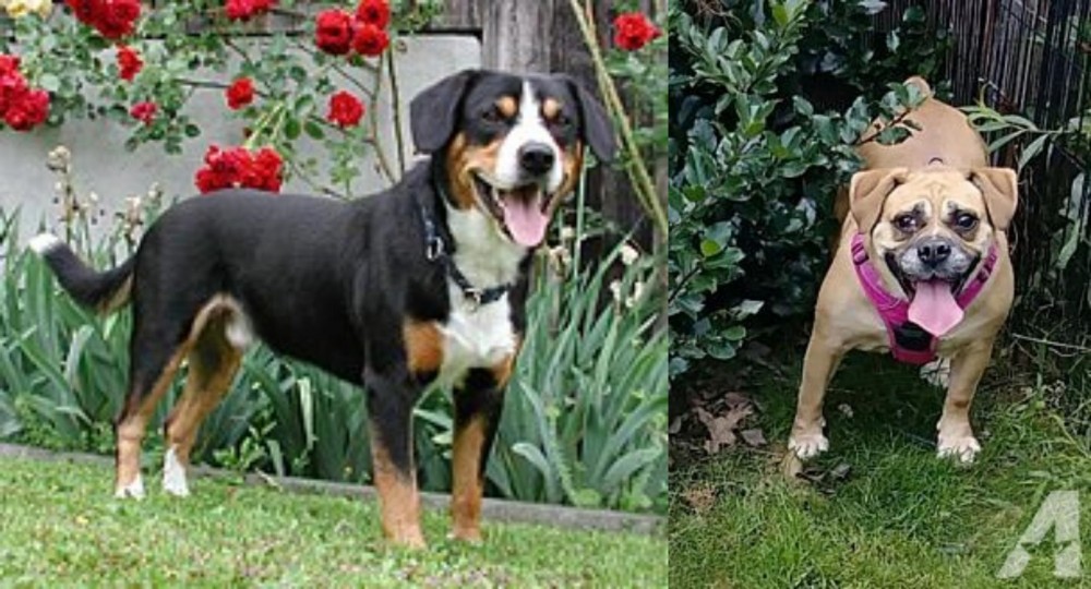 Beabull vs Entlebucher Mountain Dog - Breed Comparison