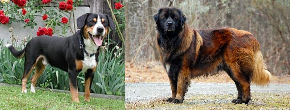 Estrela Mountain Dog vs Entlebucher Mountain Dog - Breed Comparison