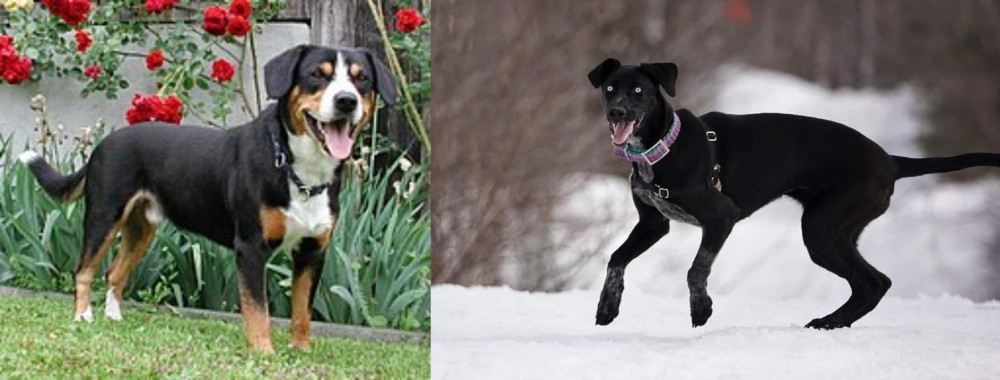 Eurohound vs Entlebucher Mountain Dog - Breed Comparison