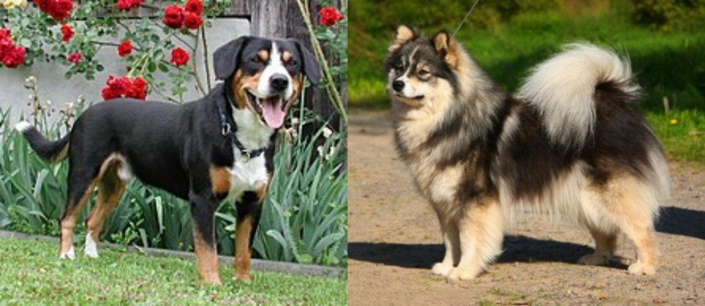 Finnish Lapphund vs Entlebucher Mountain Dog - Breed Comparison