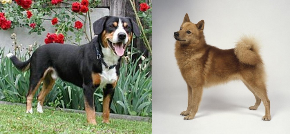 Finnish Spitz vs Entlebucher Mountain Dog - Breed Comparison