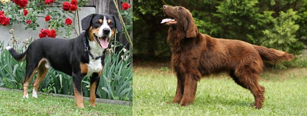Flat-Coated Retriever vs Entlebucher Mountain Dog - Breed Comparison