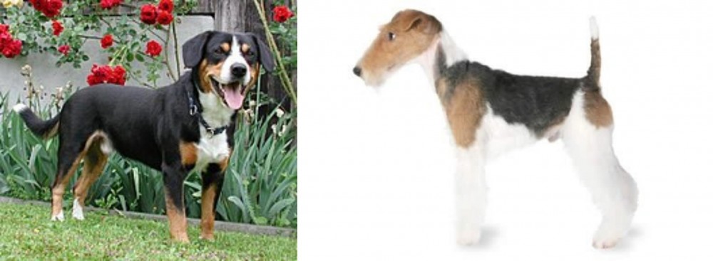 Fox Terrier vs Entlebucher Mountain Dog - Breed Comparison