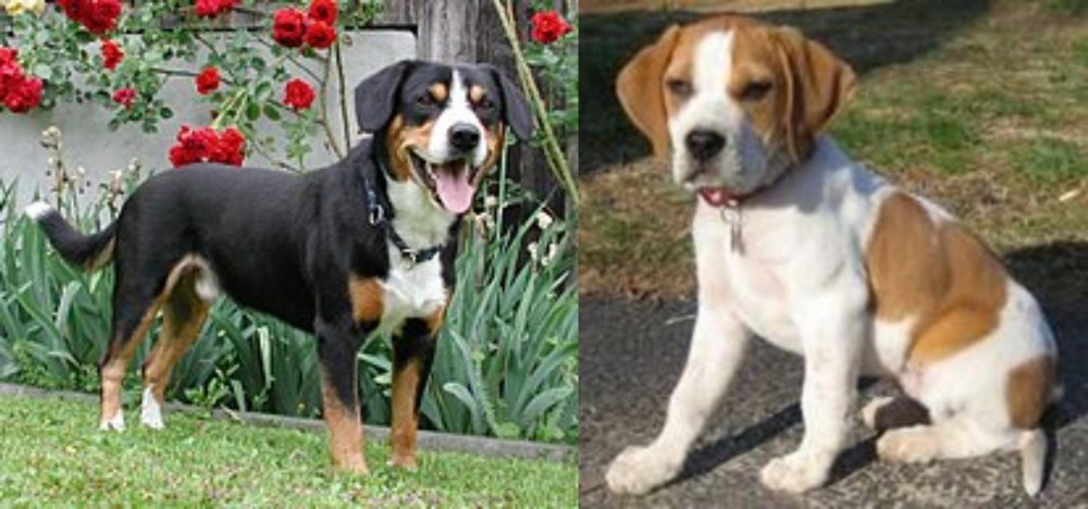 Francais Blanc et Orange vs Entlebucher Mountain Dog - Breed Comparison