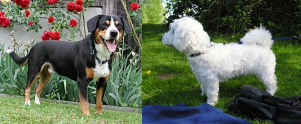 Franzuskaya Bolonka vs Entlebucher Mountain Dog - Breed Comparison