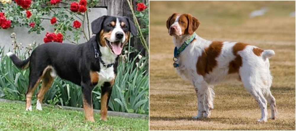 French Brittany vs Entlebucher Mountain Dog - Breed Comparison