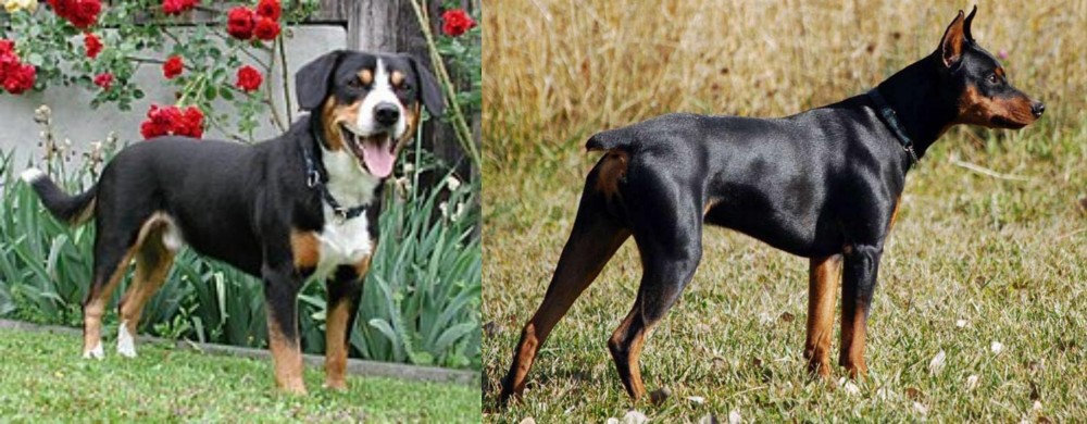 German Pinscher vs Entlebucher Mountain Dog - Breed Comparison