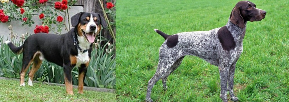 German Shorthaired Pointer vs Entlebucher Mountain Dog - Breed Comparison