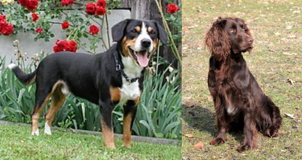 German Spaniel vs Entlebucher Mountain Dog - Breed Comparison