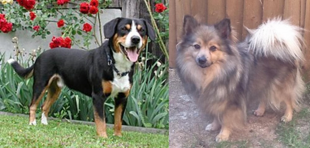 German Spitz (Mittel) vs Entlebucher Mountain Dog - Breed Comparison