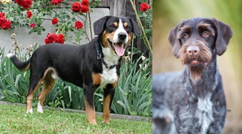 German Wirehaired Pointer vs Entlebucher Mountain Dog - Breed Comparison