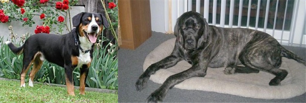 Giant Maso Mastiff vs Entlebucher Mountain Dog - Breed Comparison