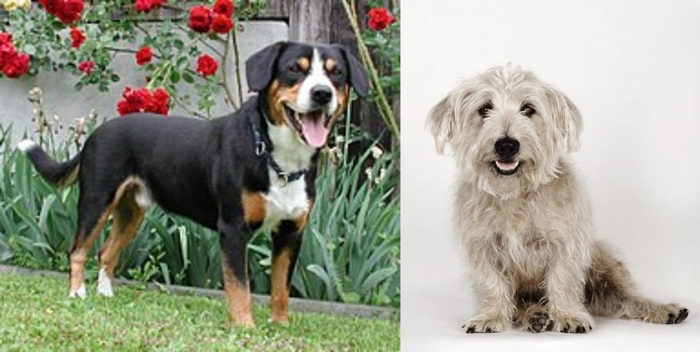 Glen of Imaal Terrier vs Entlebucher Mountain Dog - Breed Comparison