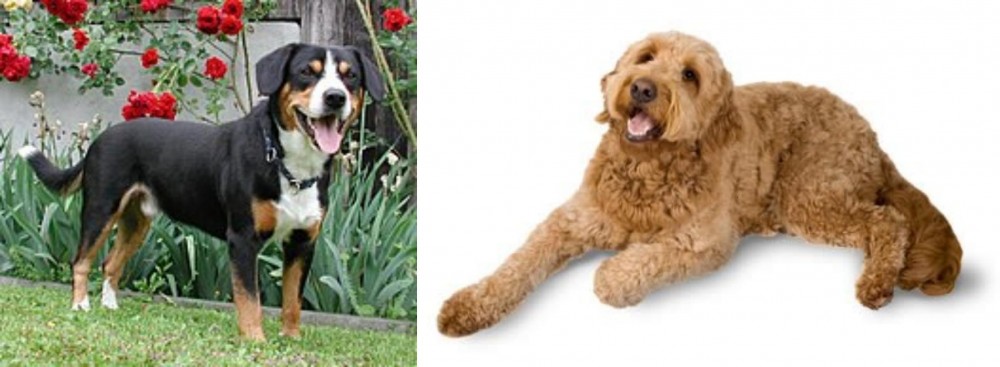 Golden Doodle vs Entlebucher Mountain Dog - Breed Comparison