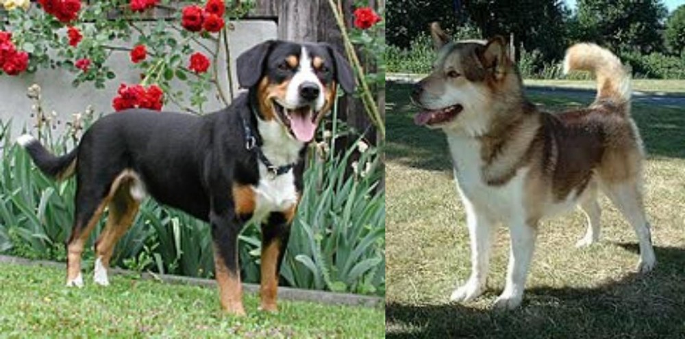 Greenland Dog vs Entlebucher Mountain Dog - Breed Comparison